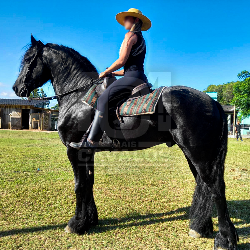 Cavalo Ferro Martinez - JoyMimos